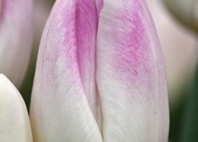 Tulipa Ghost ® (4)